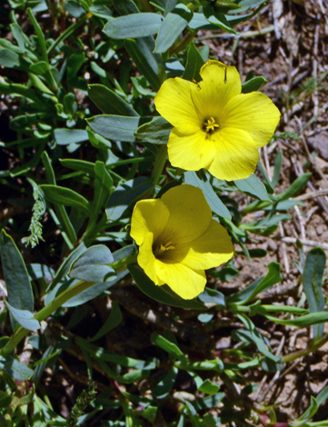 Linum mucronatum close