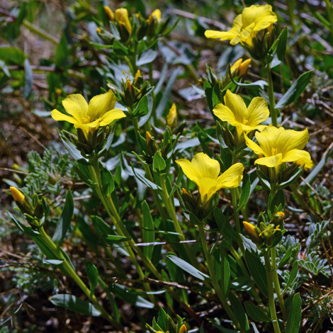 Linum mucronatum whole