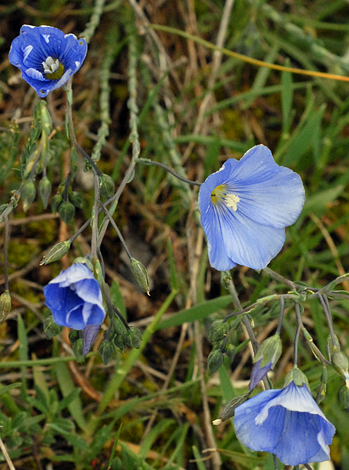 Linum narbonense close