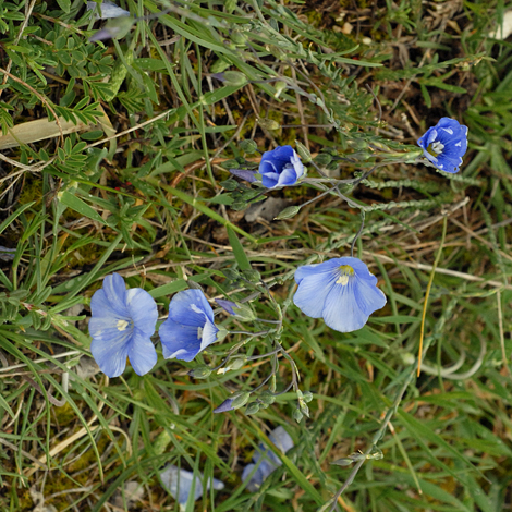 Linum narbonense whole