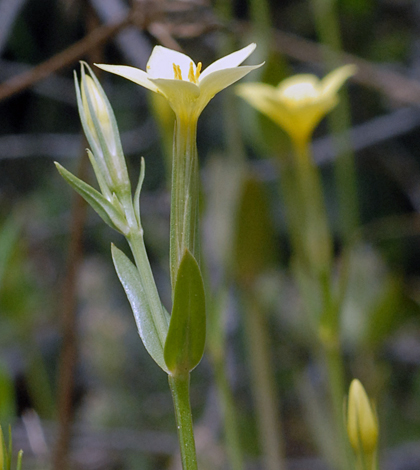 Linum nodiflorum close