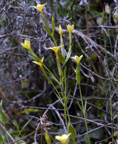 Linum nodiflorum whole