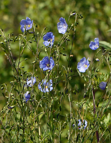Linum perenne ssp alpinum close