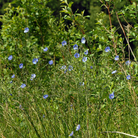 Linum perenne ssp alpinum whole