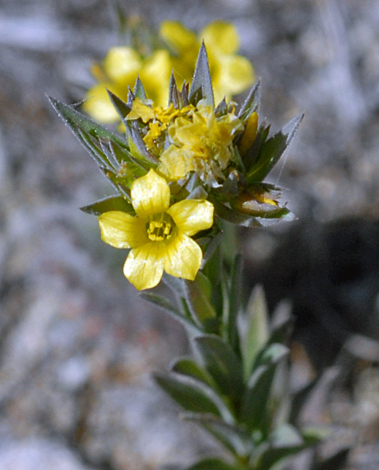 Linum strictum close