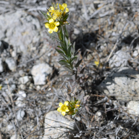 Linum strictum whole