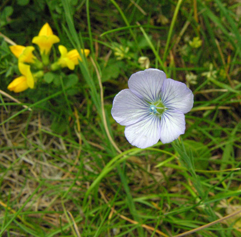 Linum uisiatissimum
