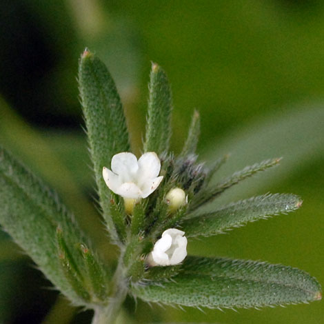 Lithospermum arvense close