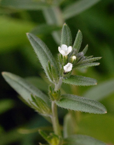 Lithospermum arvense whole