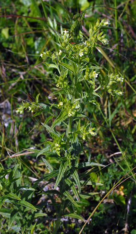 Lithopsermum officinale whole