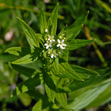 Lithopsermum officinale close