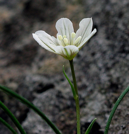 Lloydia serotina side