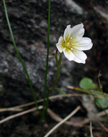 Lloydia serotina top