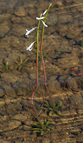 Lobelia dortmanna whole