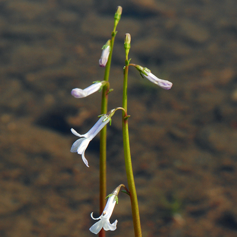 Lobelia dortmanna close