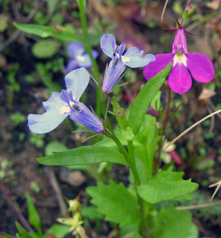 Lobelia erinus