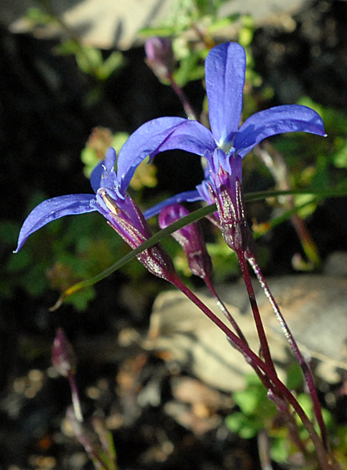 Lobelia rhombifolia close