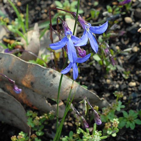 Lobelia rhombifolia whole