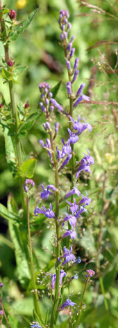 Lobelia urens whole