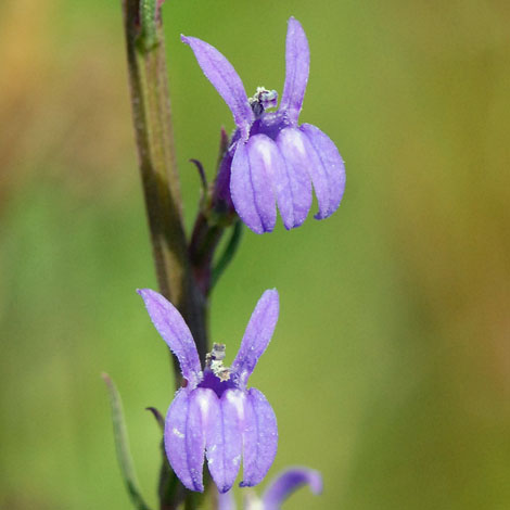 Lobelia urens whole