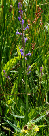 Lobelia urens whole