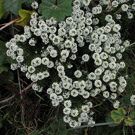 Lobularia maritima whole