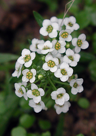 Lobularia maritima close