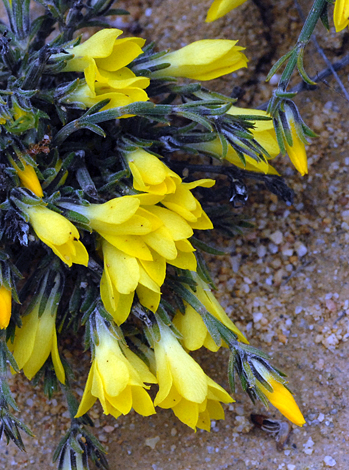 Logania flaviflora close