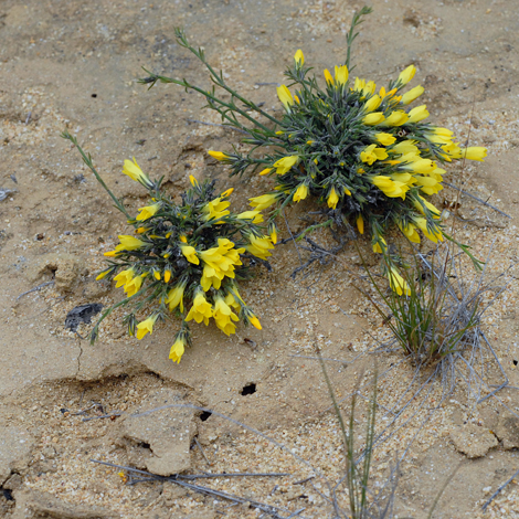 Logania flaviflora whole