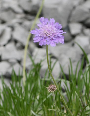 Lomelosia graminifolia close