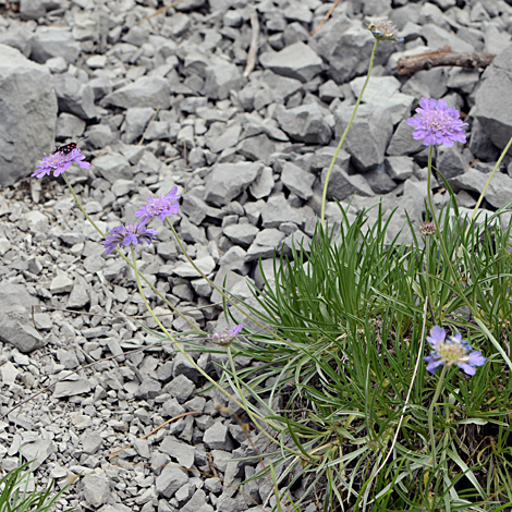 Lomelosia graminifolia whole