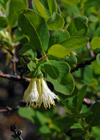 Lonicera caerulea close