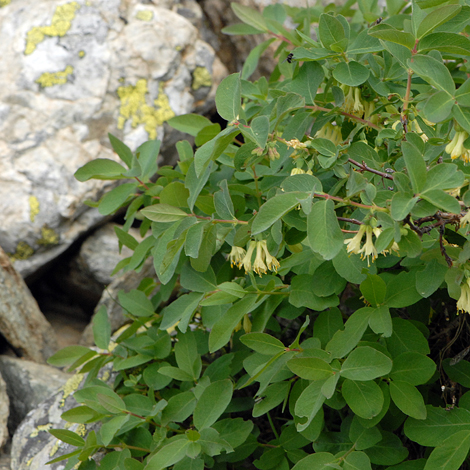 Lonicera caerulea whole