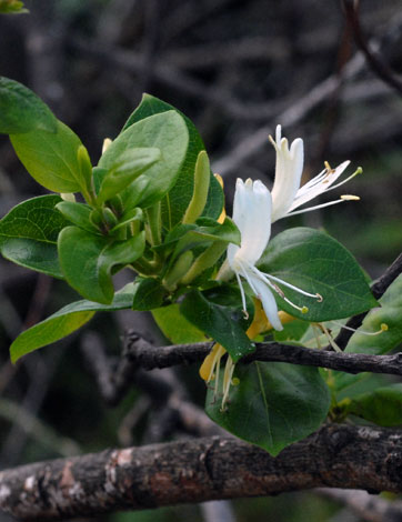 Lonicera japonica