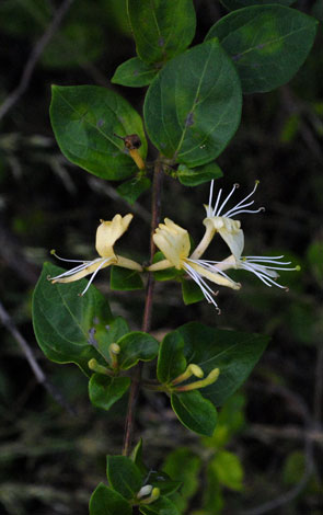 Lonicera japonica