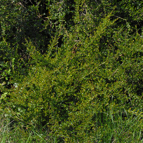 Lonicera nitida whole
