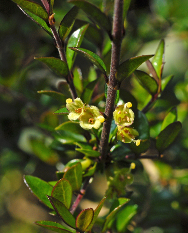Lonicera nitida close