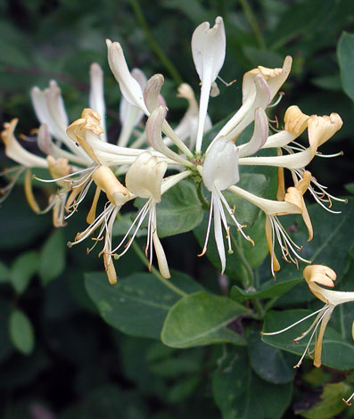 Lonicera periclymenum whole 