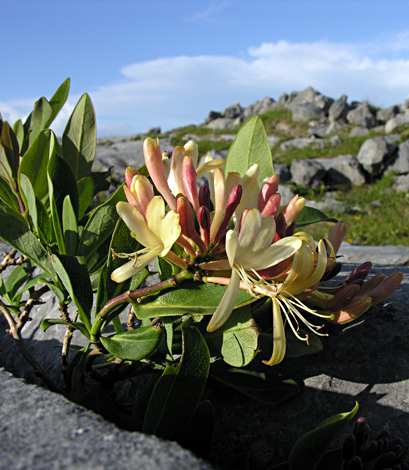 Lonicera periclymenum Burren