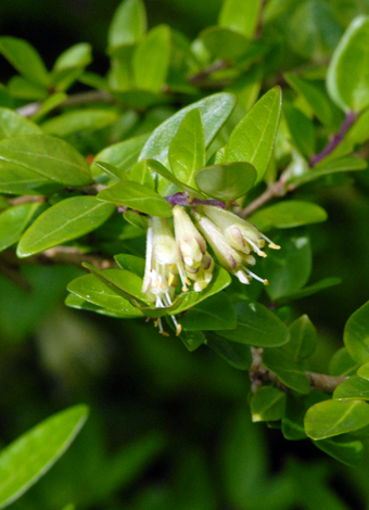 Lonicera pileata close