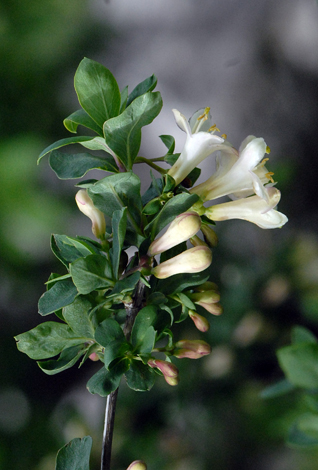 Lonicera pyrenaica close
