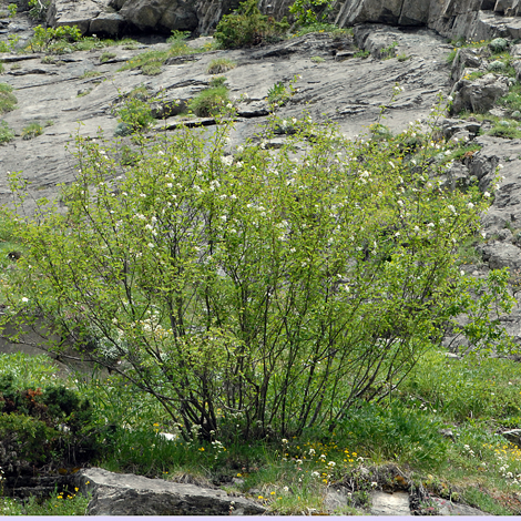 Lonicera pyrenaica whole