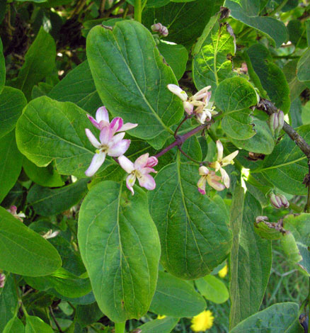 Lonicera tartarica