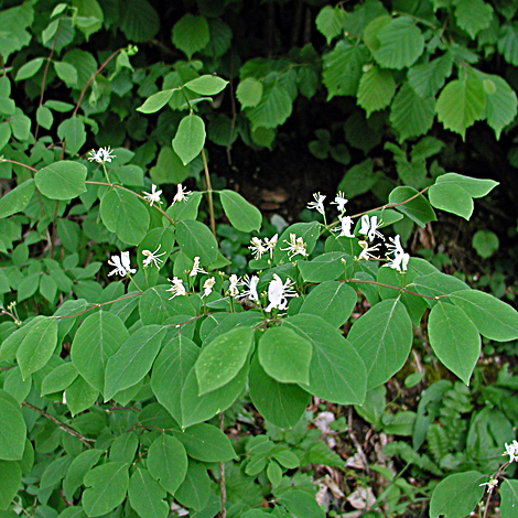 Lonicera xylosteum