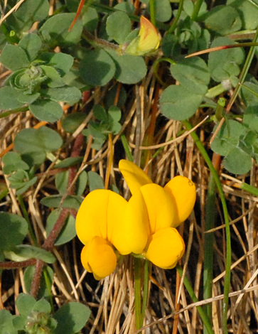 Lotus corniculatus close