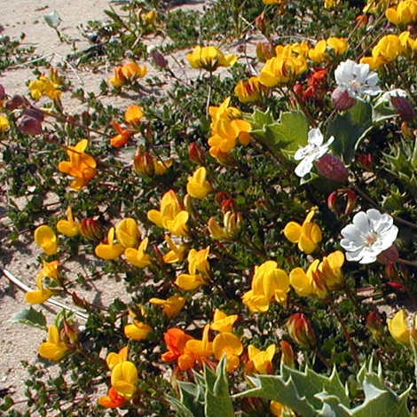 Lotus corniculatus whole