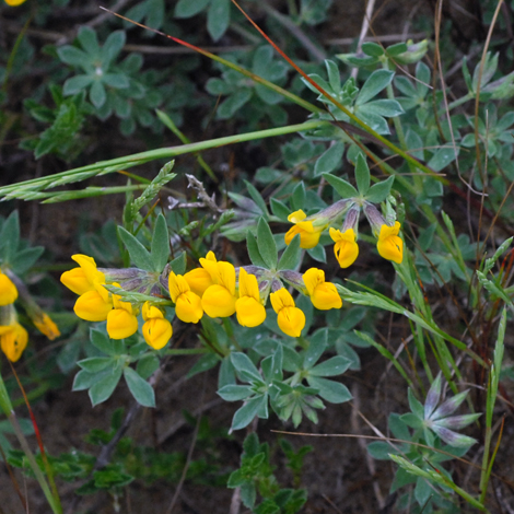 Lotus cystoides whole