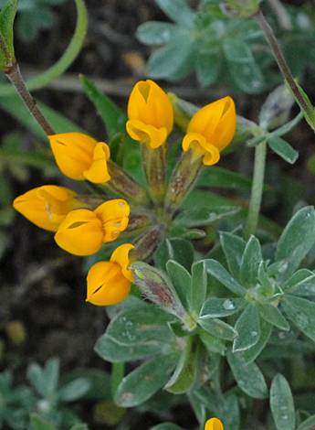 Lotus cystoides close