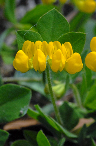 Lotus ornithopodioides close