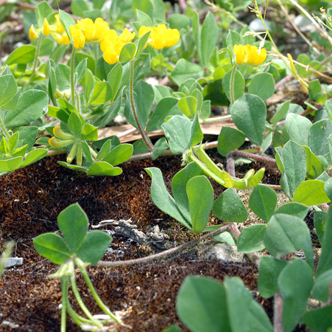 Lotus ornithopodioides whole